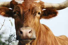 Texas Longhorn Cow Portrait Close Up On Rural Southern Farm.