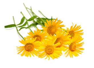 Yellow daisy bouquet isolated on a white background. Flowers card. Flat lay, top view