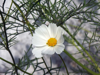 beauty natural white cosmos flower
