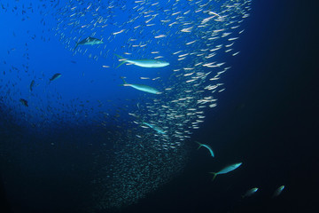 Poster - Tuna fish hunting shoal of sardines 