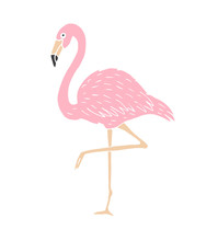 Flamingo Isolated On White Background