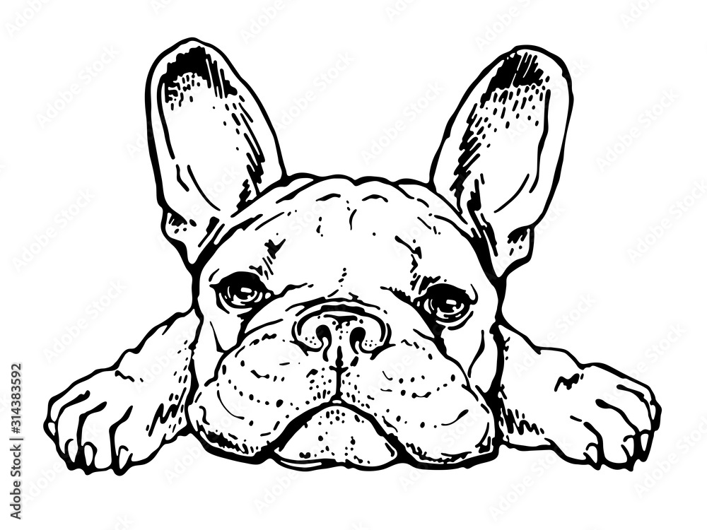 Cute french bulldog sketch. Drawn puppy - obrazy, fototapety, plakaty 
