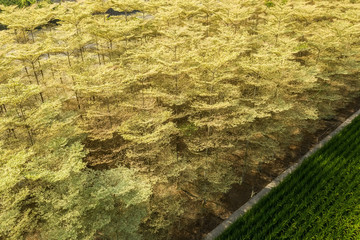 Wall Mural - Madagascar Almond forest trees