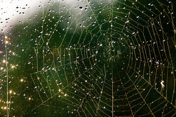 Wall Mural - abstract image of a spider web