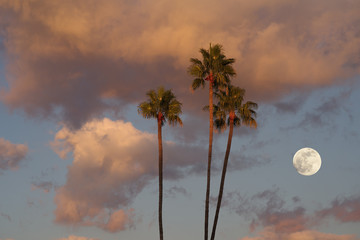 Wall Mural - Wallpaper rising moon colorful clouds palm trees.