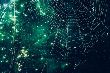 Wall Mural - abstract image of a spider web