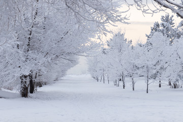 Wall Mural - Winter landscape - a deserted winter alley in a winter park