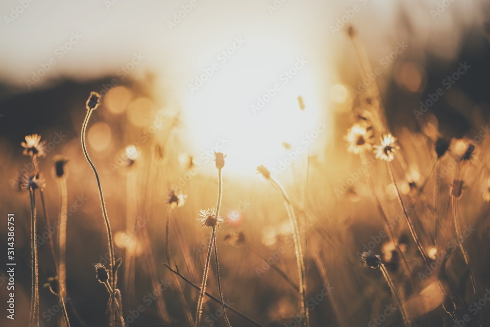 Wild flower in field of nature background with sunset lighting.Vintage tone. - obrazy, fototapety, plakaty 