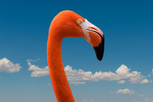 Close Up Of A Side Profile Of An Orange Flamingo's Neck, Head, And Beak Against A Brilliant Blue Sky