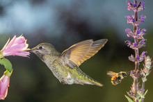 Hummingbird And Bumblebee Visit Flowers