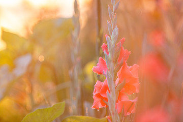 Poster - beautiful gladiolus in the garden