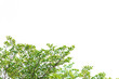 © TJmedia - Green leaves on white background