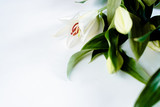Fototapeta Tulipany - lily flower isolated on a white background. Saint Valentine's and engagement concept.