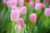 Fototapeta Tulipany - Tulip Flower in The garden