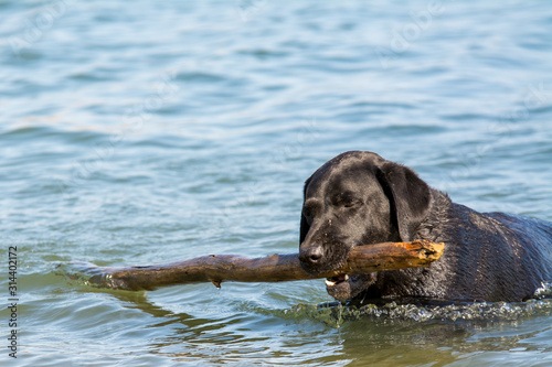 Cuadros en Lienzo black Labrador retriever dog fetching stick in water