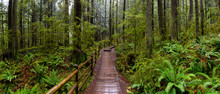 Lynn Canyon Park, North Vancouver, British Columbia, Canada. Panoramic View Of A Beautiful Wooden Path In The Rainforest During A Wet And Rainy Day.