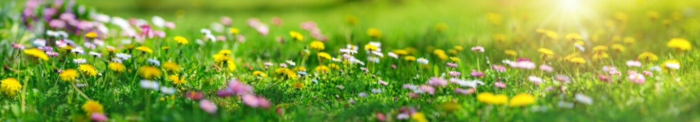 Meadow with lots of white and pink spring daisy flowers and yellow dandelions in sunny day