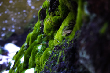 moss on rocks