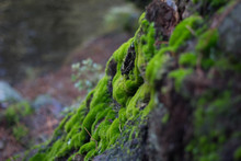 Moss On Rocks