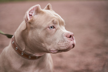 Wall Mural - American bully muzzle in profile looks away at the free space for your advertising. Close-up portrait of dogs muzzle. Walking pet in autumn. Horizontal shot of animal