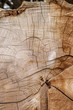 © Joshua - Wood texture background. Abstract grunge rustic natural texture backdrop
