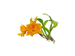 Wall Mural - orchids flower plant  isolated on white background  include clipping 