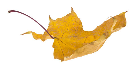 Wall Mural - Yellow autumn maple leaves isolated on white background close-up.