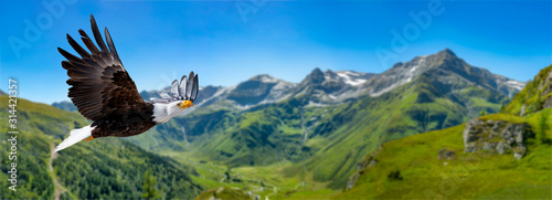 Fotomural Adler fliegt in großer Höhe mit ausgebreiteten Flügeln an einem sonnigen Tag in den Bergen