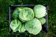 Harvesting cabbage. Fresh cabbage in black box.