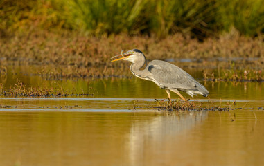 Wall Mural - great blue heron with fish in beak