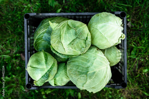 Harvesting cabbage. Fresh cabbage in black box. Poster Mural XXL