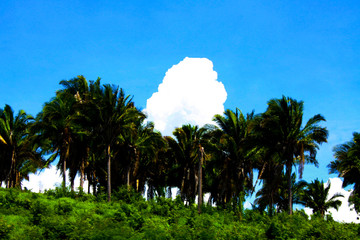 Poster - palm trees and blue sky