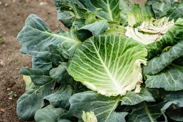 Wall Mural - Picking fresh cabbage by hand with a knife. Harvesting cabbage.