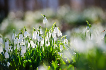 Snowdrop or common snowdrop (Galanthus nivalis) flowers.Snowdrops after the snow has melted. In the forest in the wild in spring snowdrops bloom.