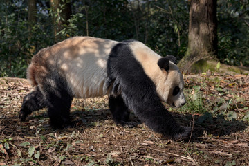 Wall Mural - Side Profile Photograph Panda Bear 