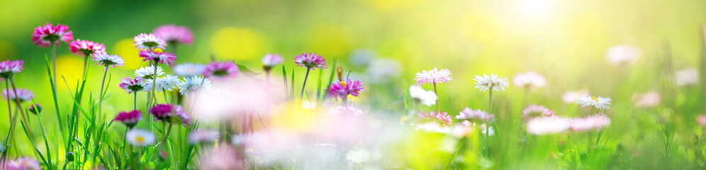 Meadow with lots of white and pink spring daisy flowers