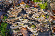 Bracket Fungi Growing On And Old Rotting Tree Stum