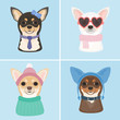A vector set of dog images featuring four different colors of chihuahua in clothes and accessories like glasses, a bow, a tie and a collar. Made in flat style, from simple geometric shapes.