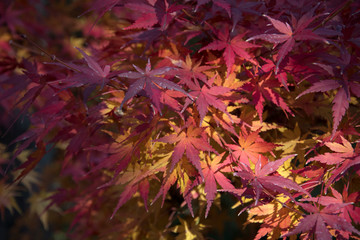 Wall Mural - Maple leaves on tree with sunlight in autumn season