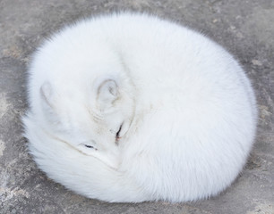 Wall Mural - Arctic fox (Vulpes lagopus) sleeping on a rocky ledge in winter in Canada