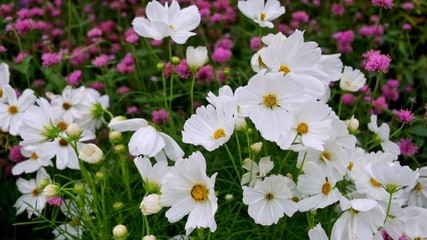 Wall Mural - White cosmos flowers blown by the wind during the daytime. full hd 59.94 fps