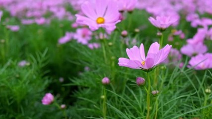 Wall Mural - Pink cosmos flowers blown by the wind during the daytime. full hd 59.94 fps