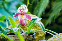 Single Of Pink White Lady's Slipper Orchid Blossom In Flower Garden