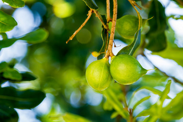 Close up of fresh macadamia nuts hanging on its tree in fruit orchard