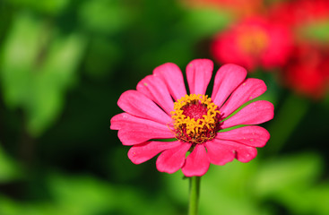 sea of flower Cosmos flower detail view