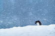 The penguin wandering through the snow in snowfall