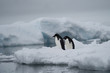 Two adelie penguins walking towards water