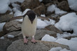 One adelie penguin spreading his wings