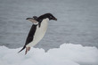 Adelie penguin jumping on the ice