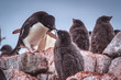 Adelipe penguin feeding its chick
